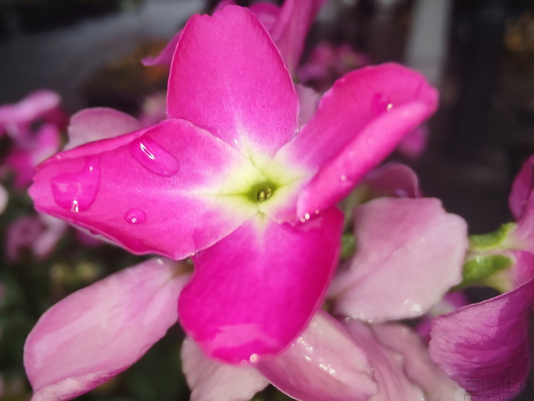 摩托罗拉edges和骁龙865,摩托罗拉edgex30首发骁龙8