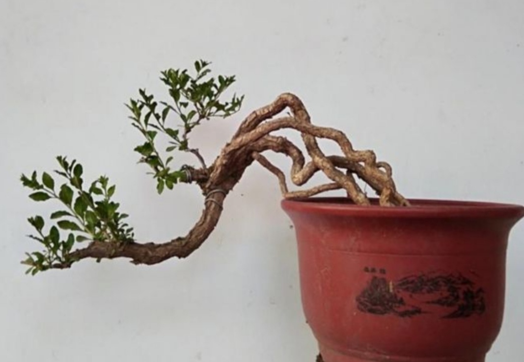 十种不适合做盆景的植物,盆景不用浇水品种