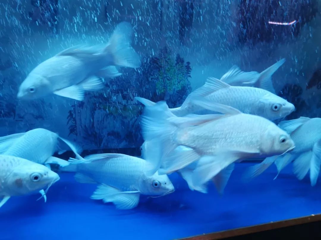 商丘道北花鸟批发市场,商丘花鸟宠物市场