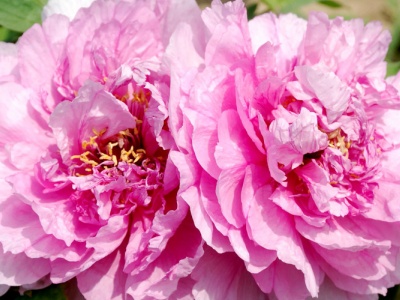 果皮酵素怎么兑水浇花,自制酵素浇花怎么稀释