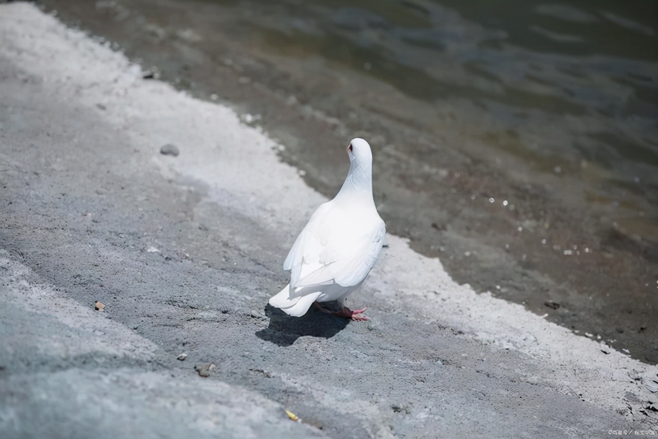 鸽子翅膀受伤下垂怎么能治好,鸽子翅膀受伤的6个基本症状
