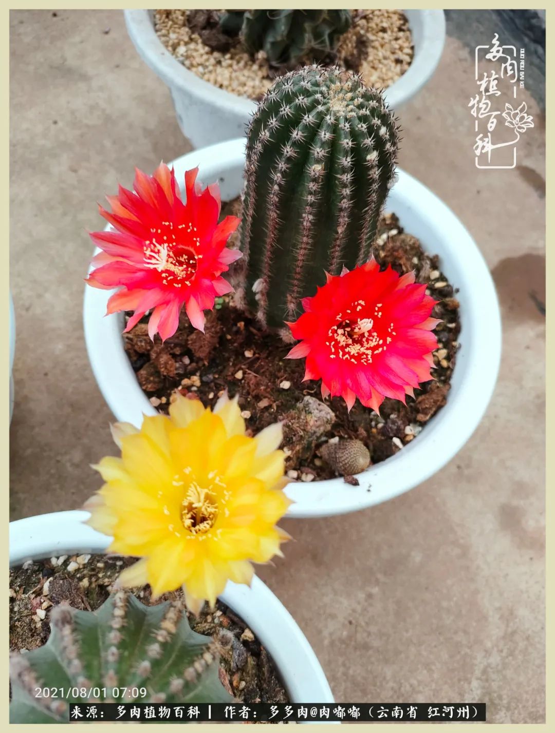 这个春天我们一起去赏花,这个季节我们一起去看花