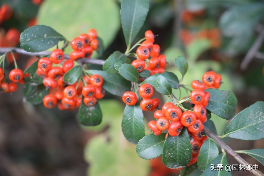 沙棘和火棘的功效有什么区别,火棘和沙棘果有什么区别