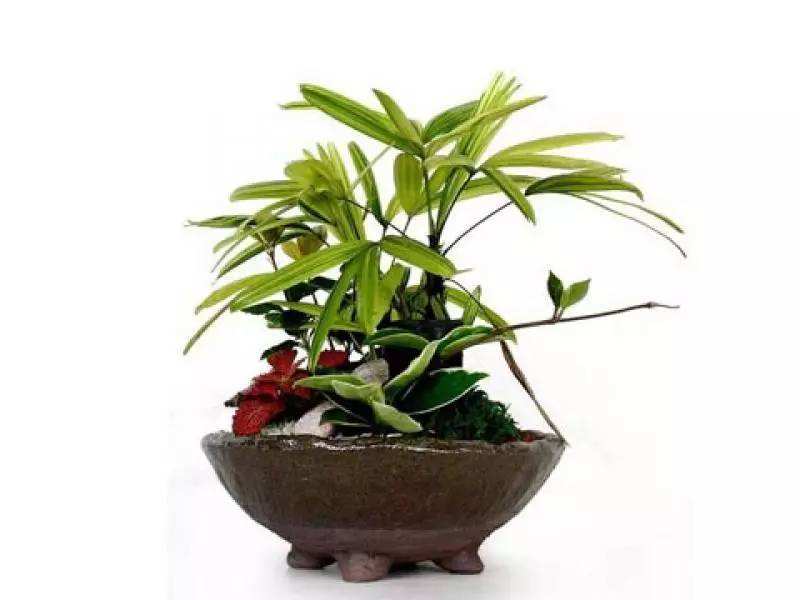 棕竹小苗盆景怎么养殖的,棕竹盆景养护管理的观赏要点