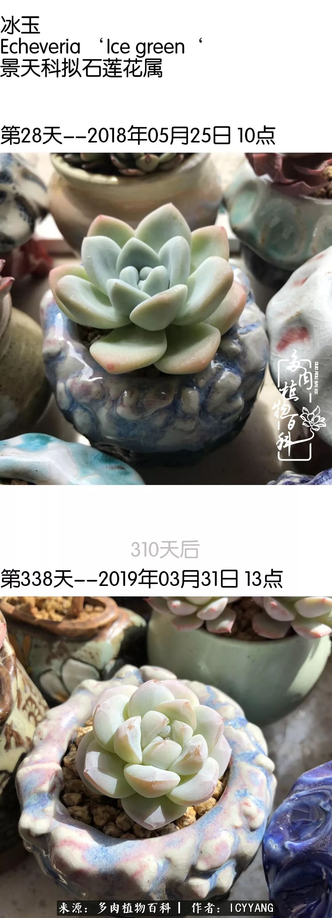 多肉隔着玻璃晒太阳效果好吗,隔着玻璃养的多肉照样长得好