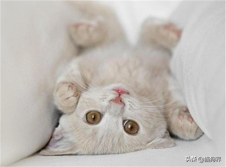 第一次养猫需要准备些什么幼猫,新生幼猫怎么养活