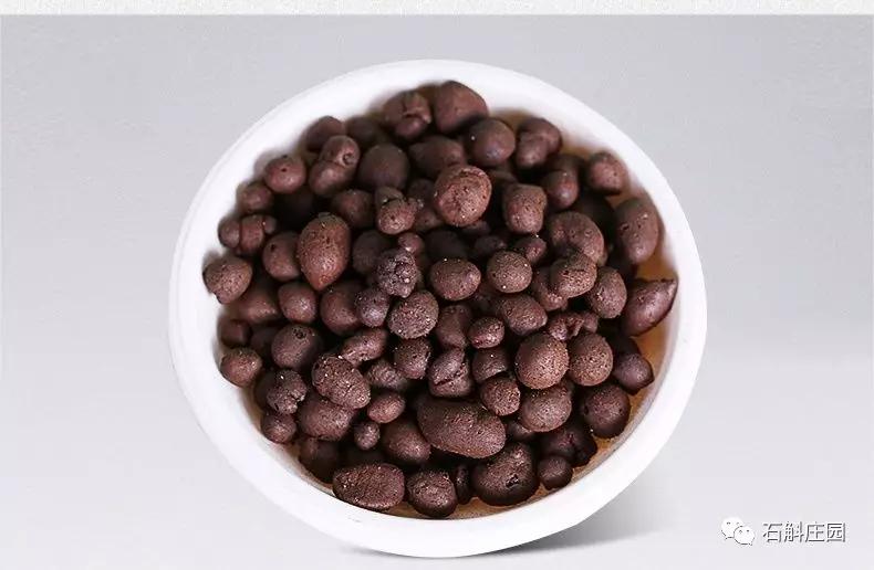 种植石斛兰的正确方法,石斛兰如何种植长得好看