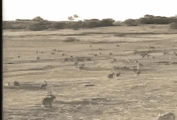 澳洲兔子为什么这么厉害,澳洲兔子是怎么泛滥的