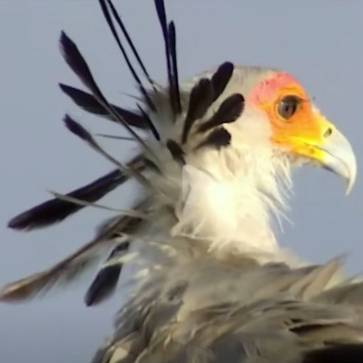 大眼睛长睫毛大长腿,大眼睛长睫毛瓜子脸天鹅颈大长腿