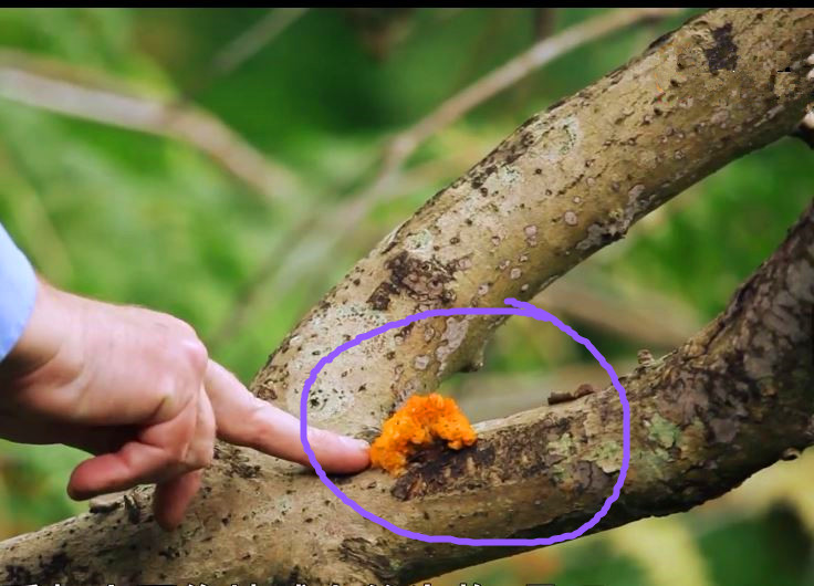 蘑菇是真菌还是植物,香气很浓的蘑菇叫什么菇