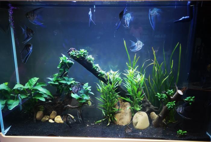 金鱼吃水草怎么养,金鱼吃水里的苔藓