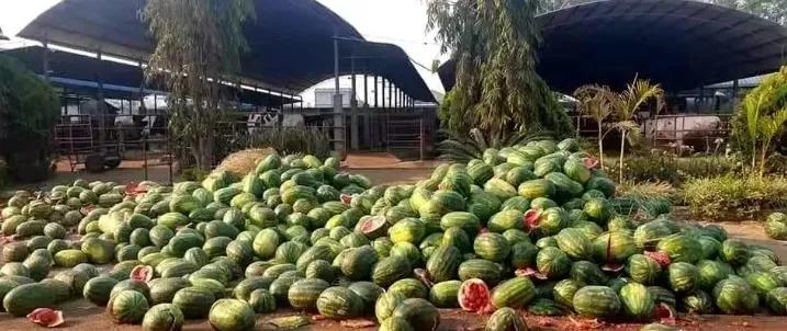 缅甸西瓜疫情最新消息,受疫情影响西瓜价