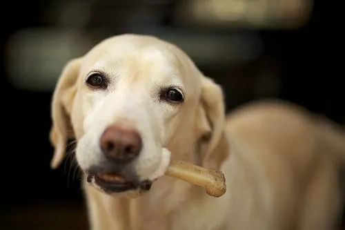 千万别给狗狗吃的食物,千万不要给狗狗吃的九种食物