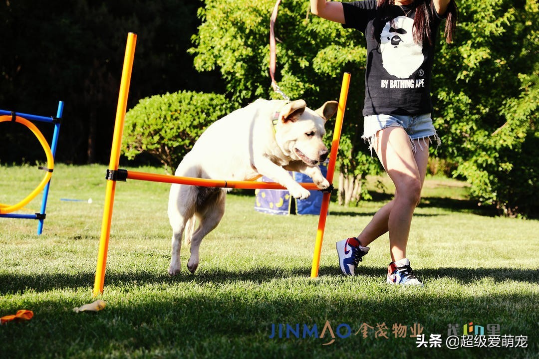 金茂广场萌宠生活节,金茂物业活动