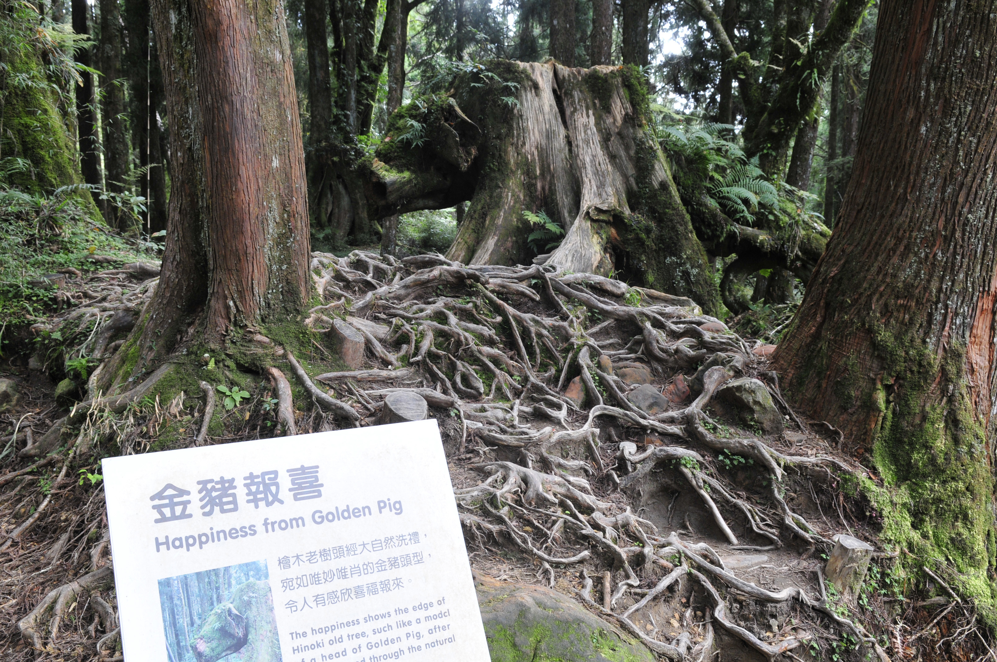 阿里山的故事传说,阿里山讲了一个什么故事