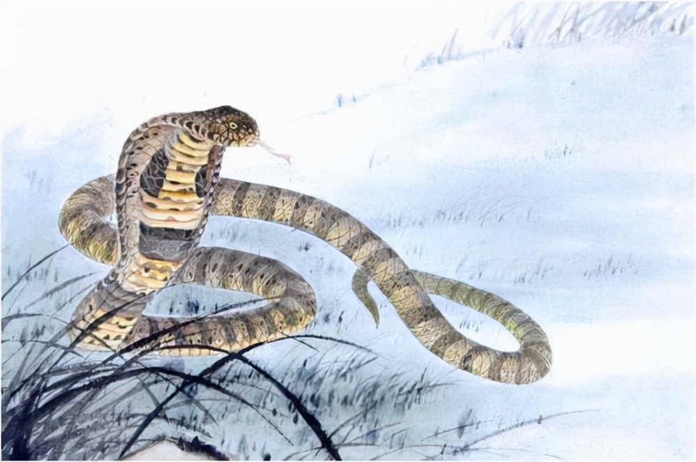 农村老人说不能杀蛇，难道说报纸上关于蛇报复人的报道，是真的？