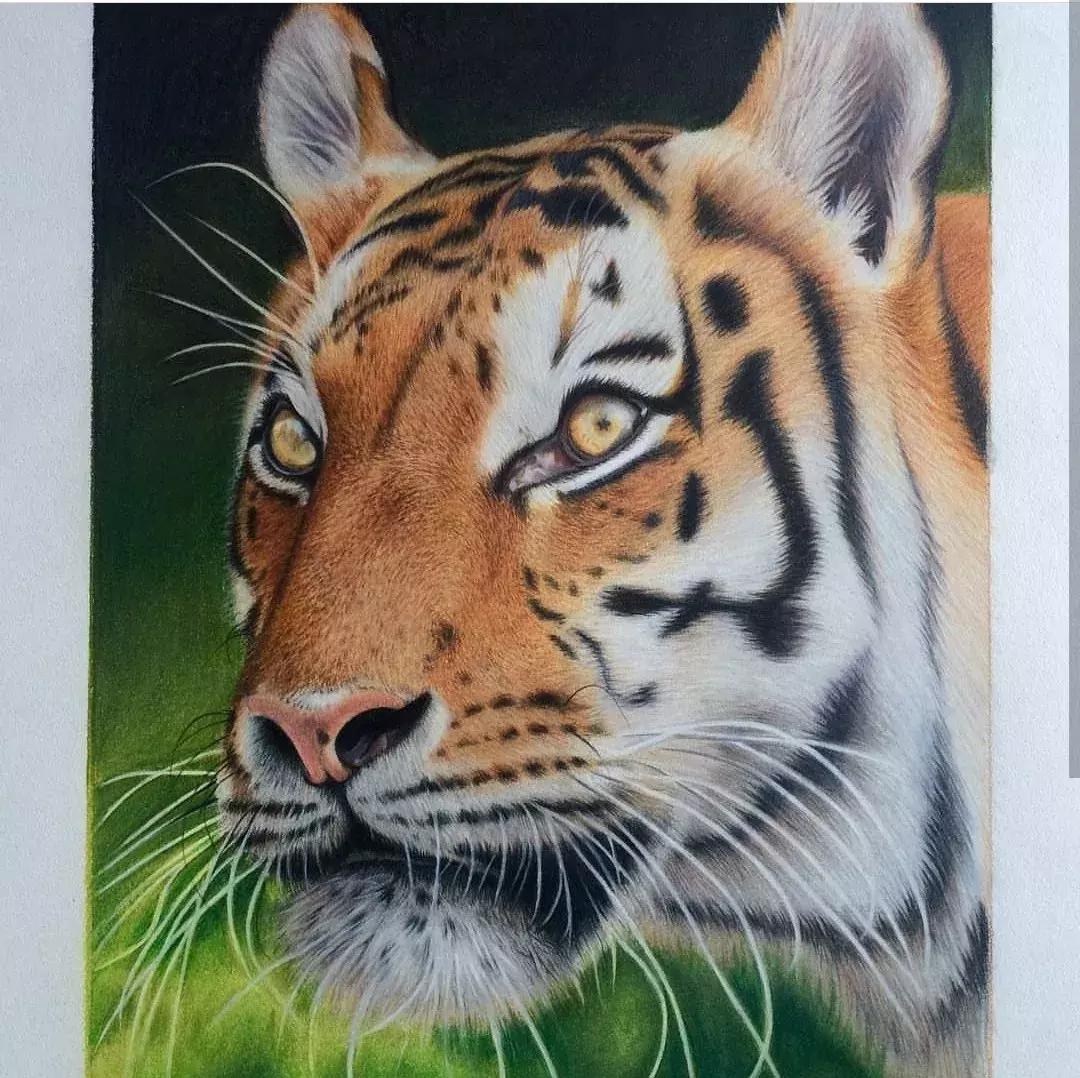 彩铅如何画得非常细腻,彩铅画的很好看零基础