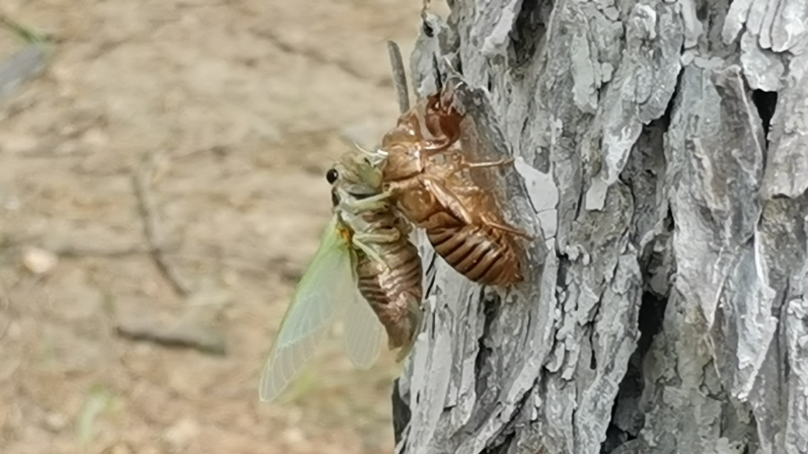 金蝉脱壳记原文,金蝉脱壳记
