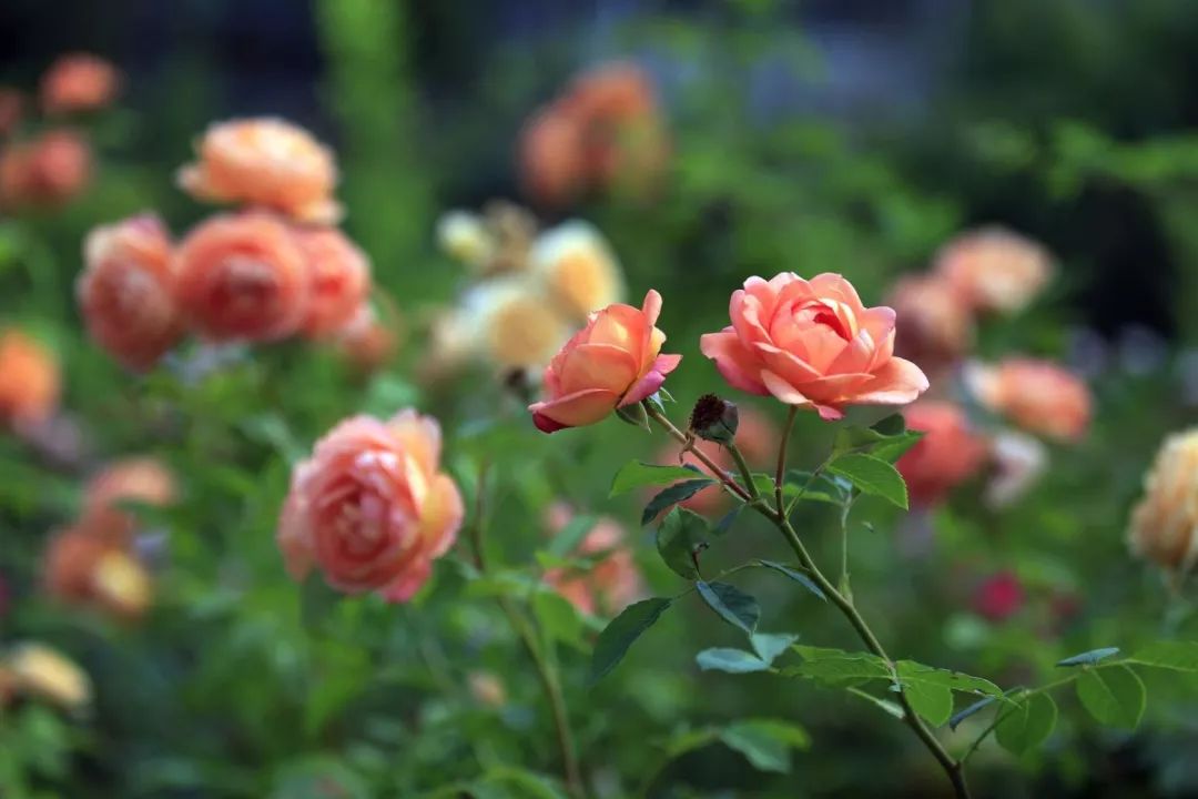 南京溧水千亩玫瑰,南京玫瑰园千亩花海迎来盛花期