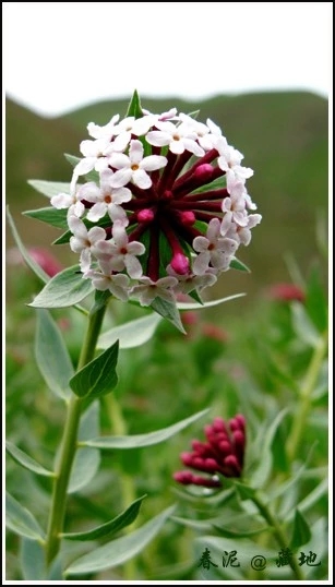 狼毒花故事梗概,狼毒花解说视频