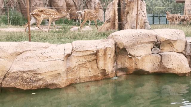 野生动物王国值不值得去,北方新开的动物王国