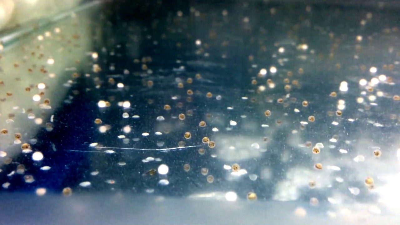 超大金鱼观赏鱼,巨型观赏鱼金鱼