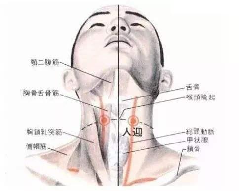 中医经络是个谜,中医第四章经络