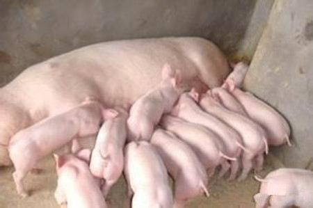 母猪产后消炎打什么针效果好,母猪产后消炎用法用量