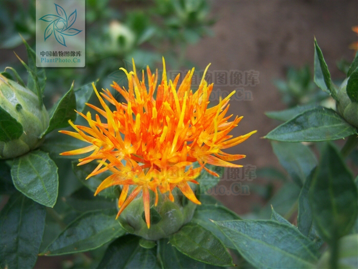 中药材红花用量,中药材红花收购价格表