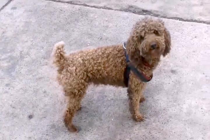 泰迪走失2天,泰迪走失后坐在原地