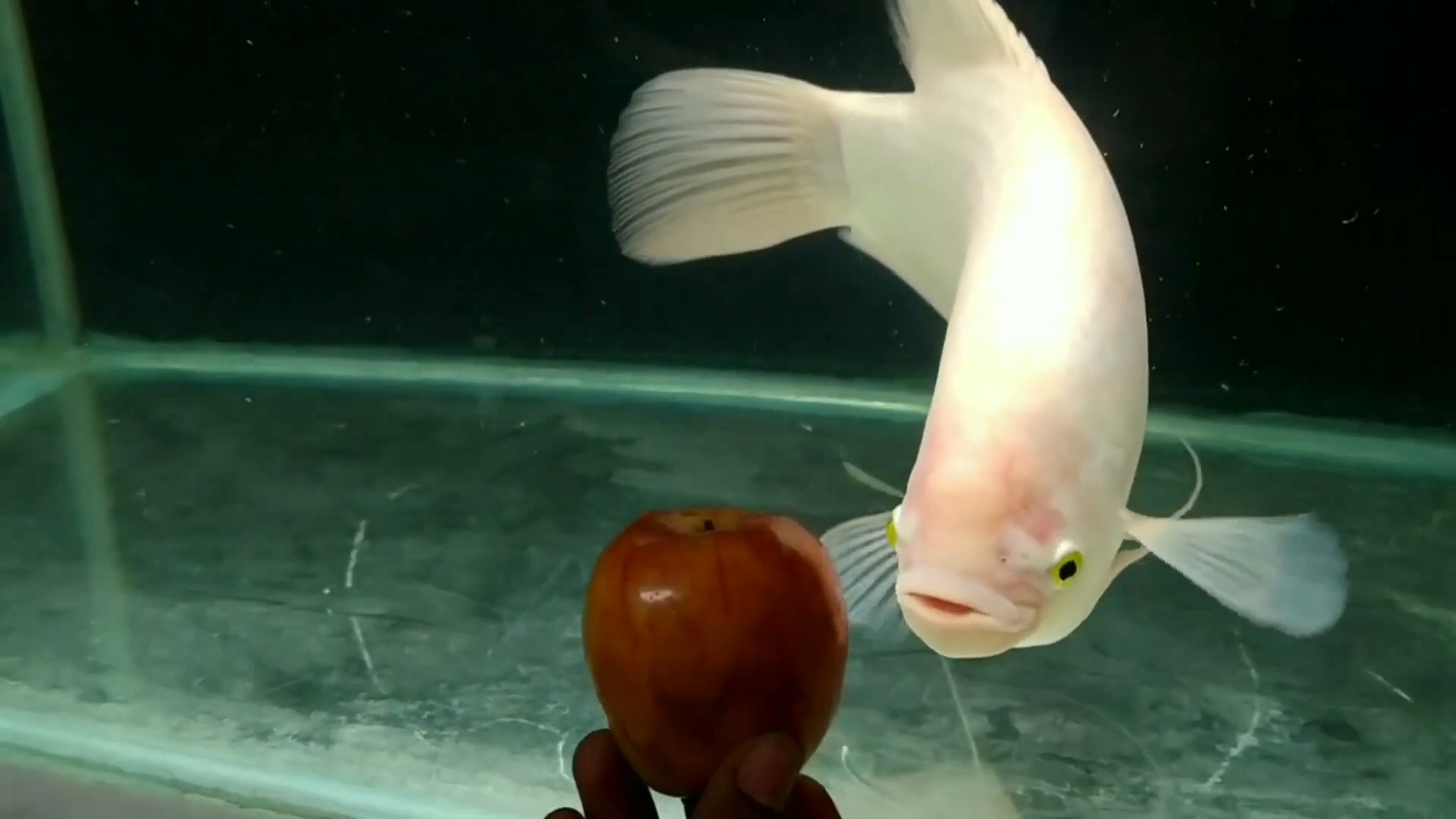 招财鱼怎么养才能长得快些,招财鱼怎么养才能更旺盛