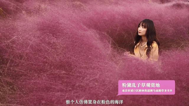 浦口好看的花海,浦口最好的花海