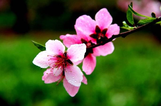 原创诗词—往事如风皆隐去心中幽梦雪莲香