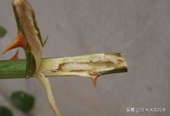 月季病害高清图,12种月季常见病害图解