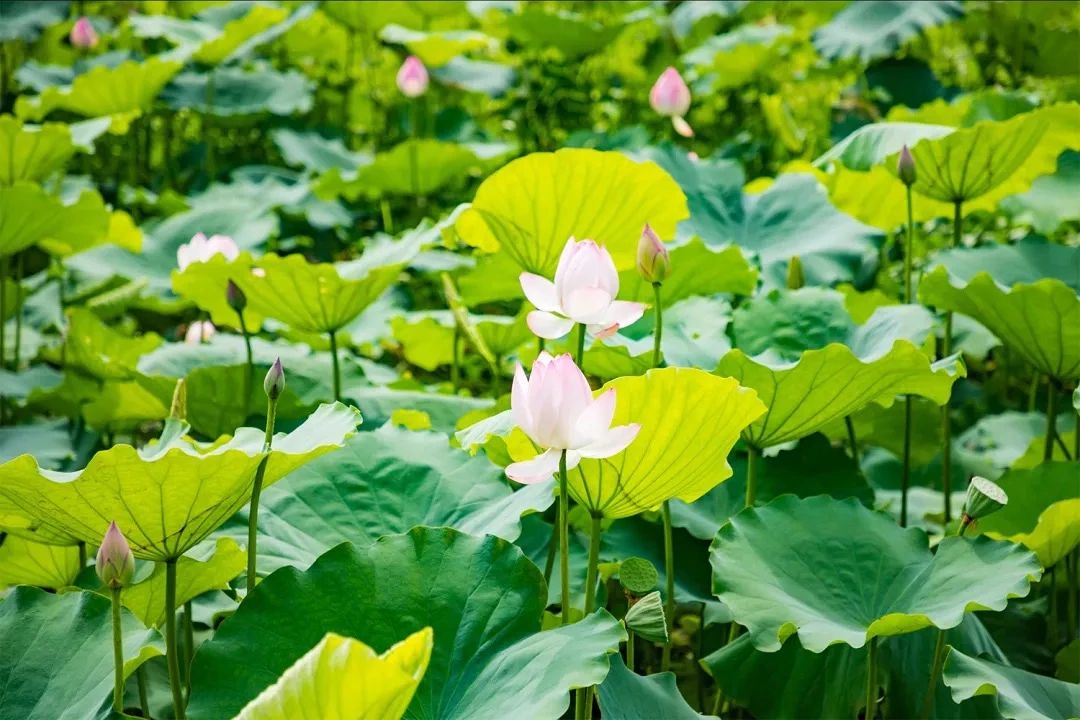 天下最美湖泊西湖,比西湖更美的湖泊
