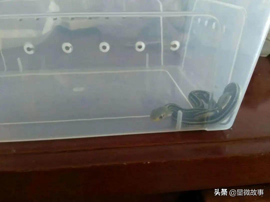 不粘人、难伺候、长得丑，但我就要养它