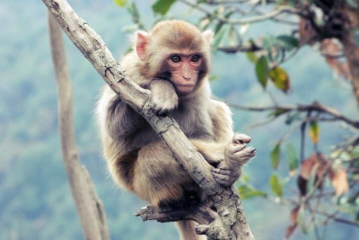 被猴子咬了需要打疫苗吗,被猴子咬要打狂犬疫苗吗