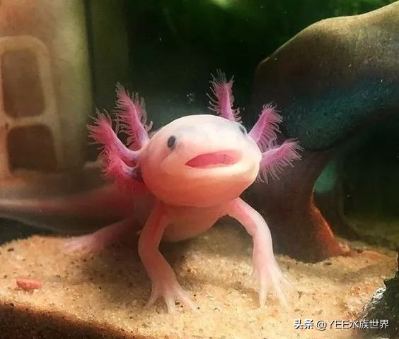 超萌六角龙,可爱萌宠六角龙