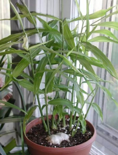 在家阳台种生姜对风水运气好不好,家庭阳台种生姜影响风水吗