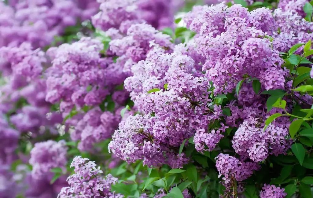 各国的国花是什么花,世界各国的国花奇葩