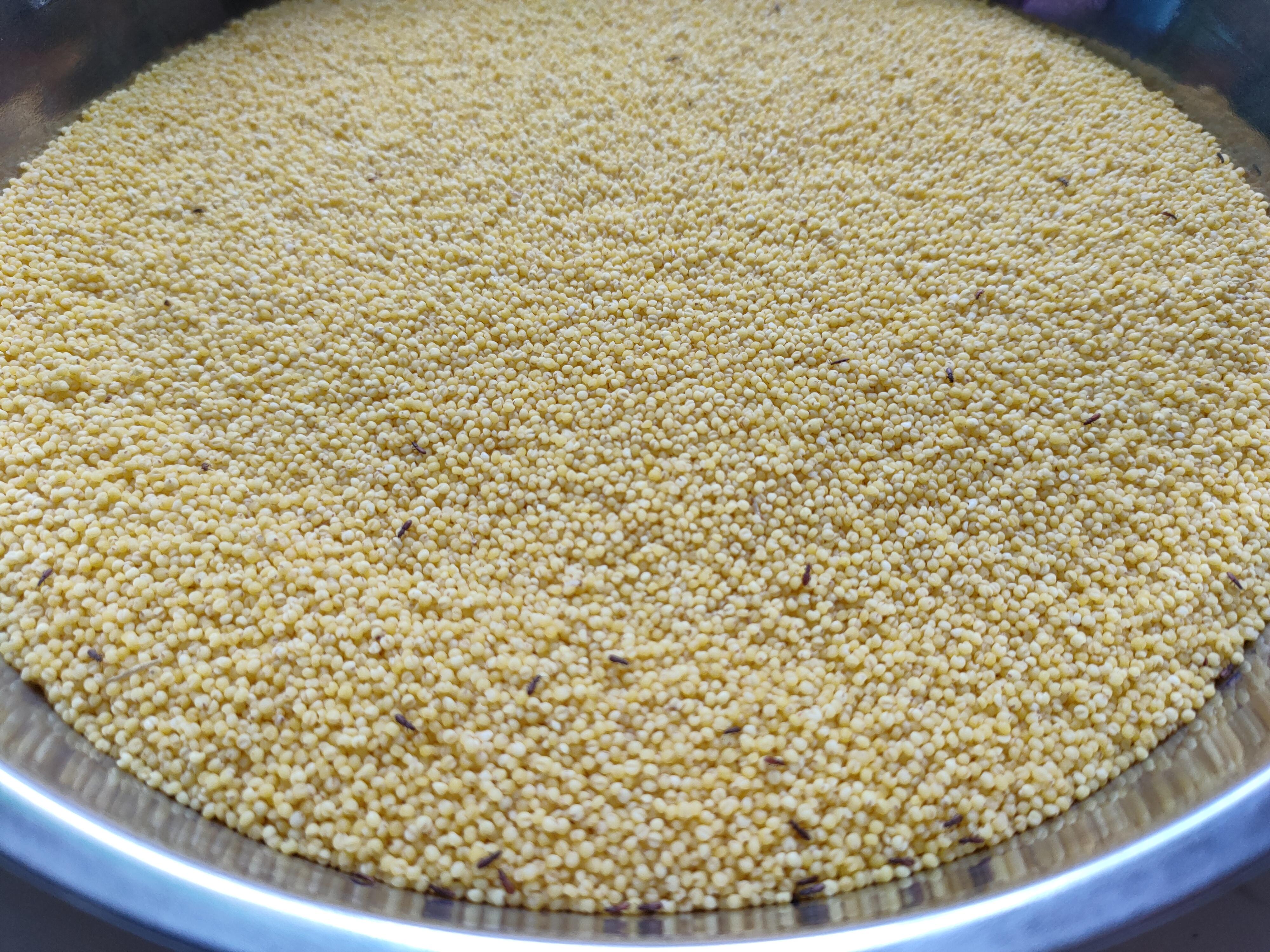 怎样储藏小米才不生虫,怎样贮存小米不生虫