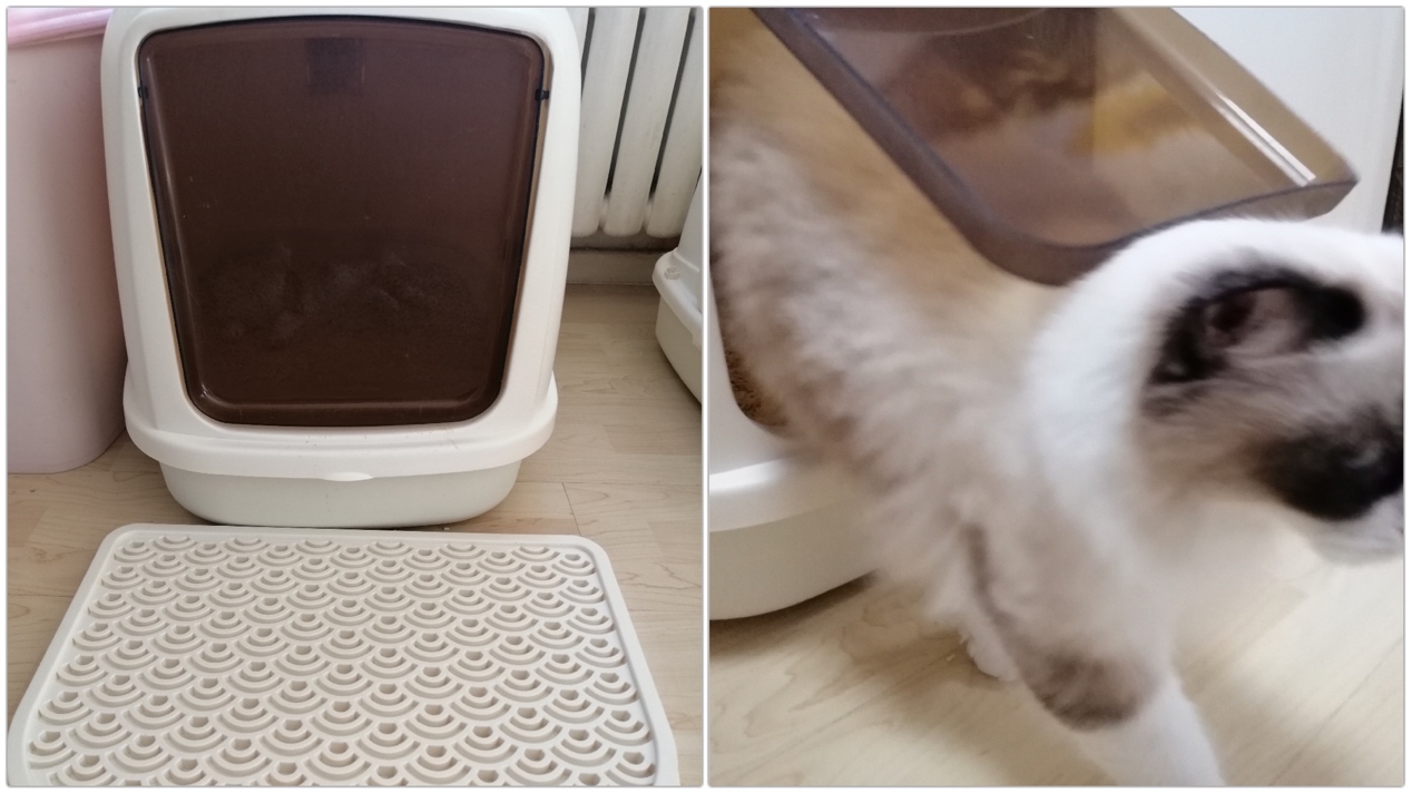 黑色猫配什么样的猫好看,猫选什么样的厕所