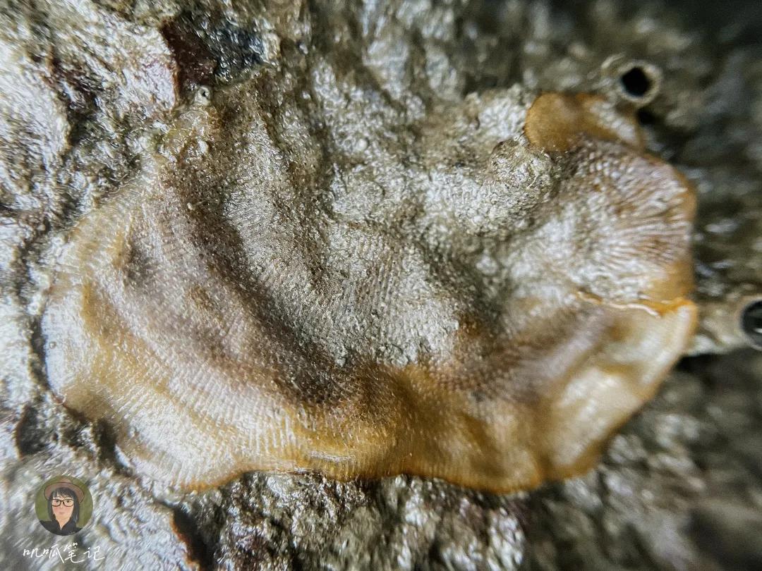 鼓浪屿赶海抓虫,鼓浪屿赶海佛手螺