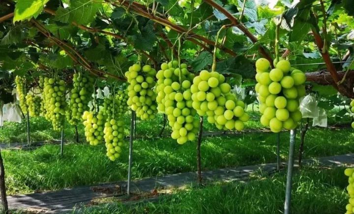 阳光玫瑰网红水果,阳光玫瑰水果视频