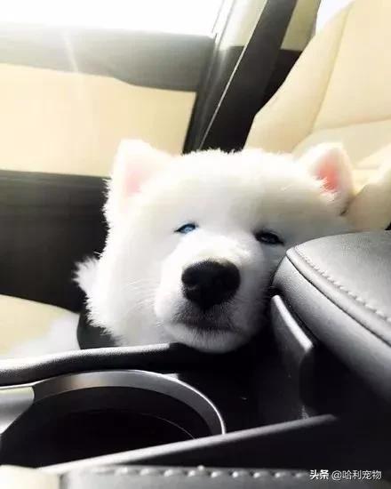 萨摩和哈士奇的孩子长大的样子,哈士奇和萨摩生的孩子