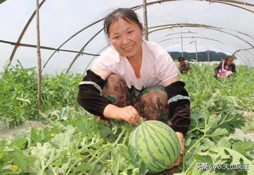 西瓜即将成熟怎么样能使西瓜更甜,为什么西瓜没小时候的好吃了