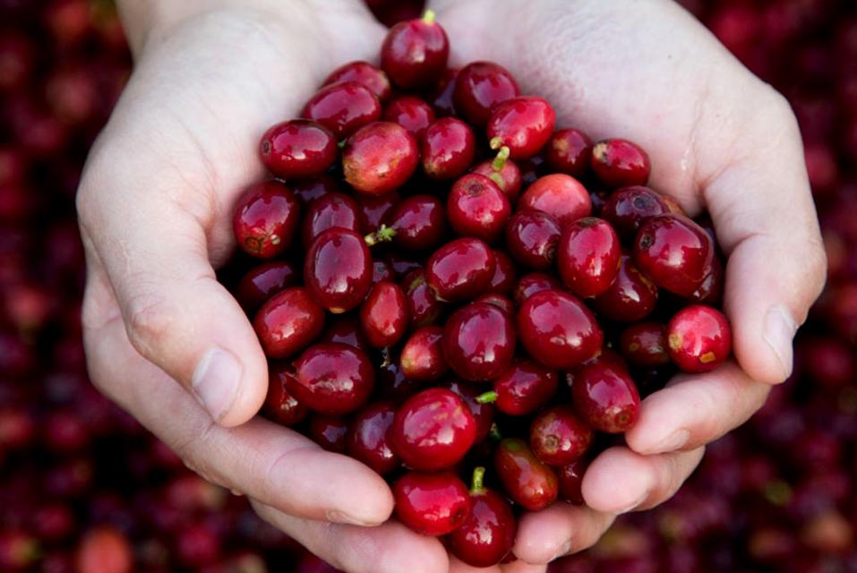 云南咖啡试喝,云南黑咖啡怎么喝才好喝