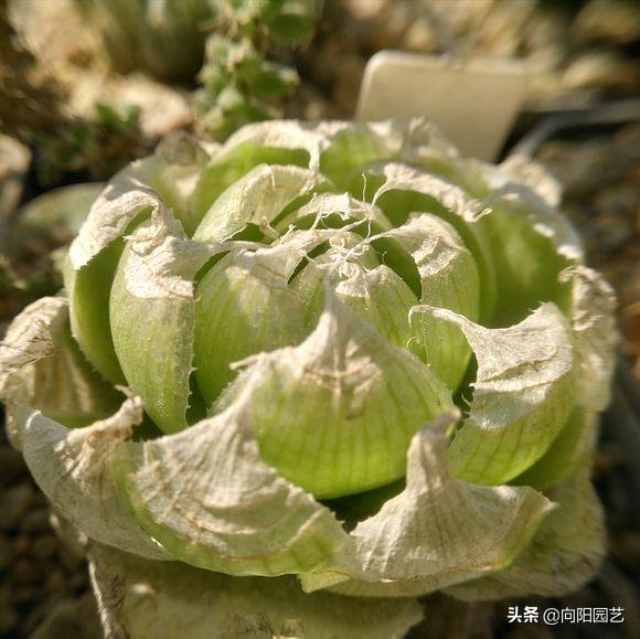 水晶玉露徒长干瘪,已经徒长和干瘪的玉露