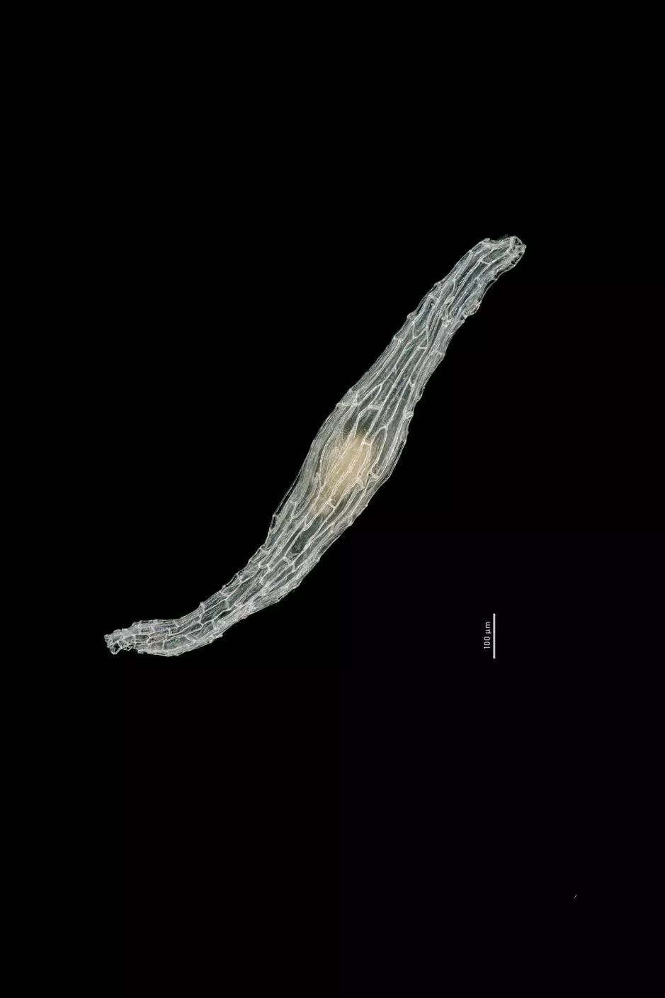 绉戠爺澹佺焊,绉戠爺浜虹殑鏂板勾澹佺焊