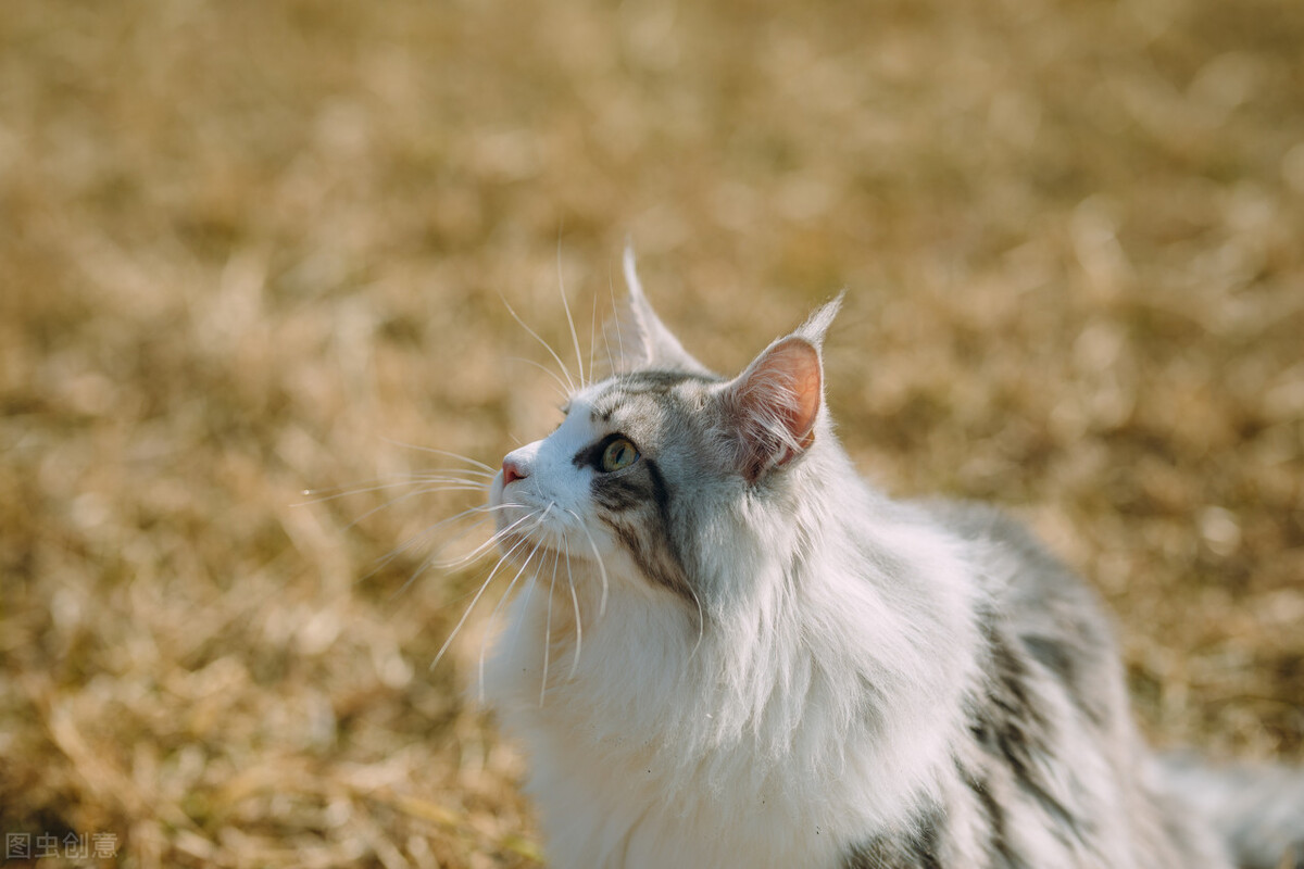 为什么猫发情要剃毛,猫发情了叫得很吵